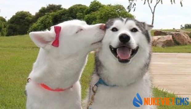 50 bức ảnh hài hước nhất về những chú chó đáng yêu
