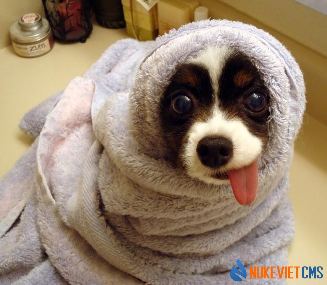 Giận rồi! Để tôi tự tha dây của mình!