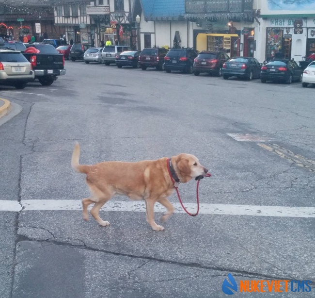 Giận rồi! Để tôi tự tha dây của mình!