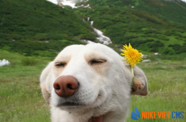 Giận rồi! Để tôi tự tha dây của mình!