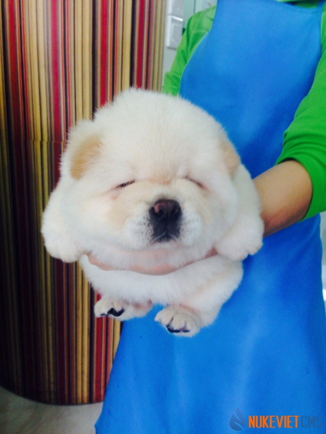 Cô có thể gục vào lòng tôi